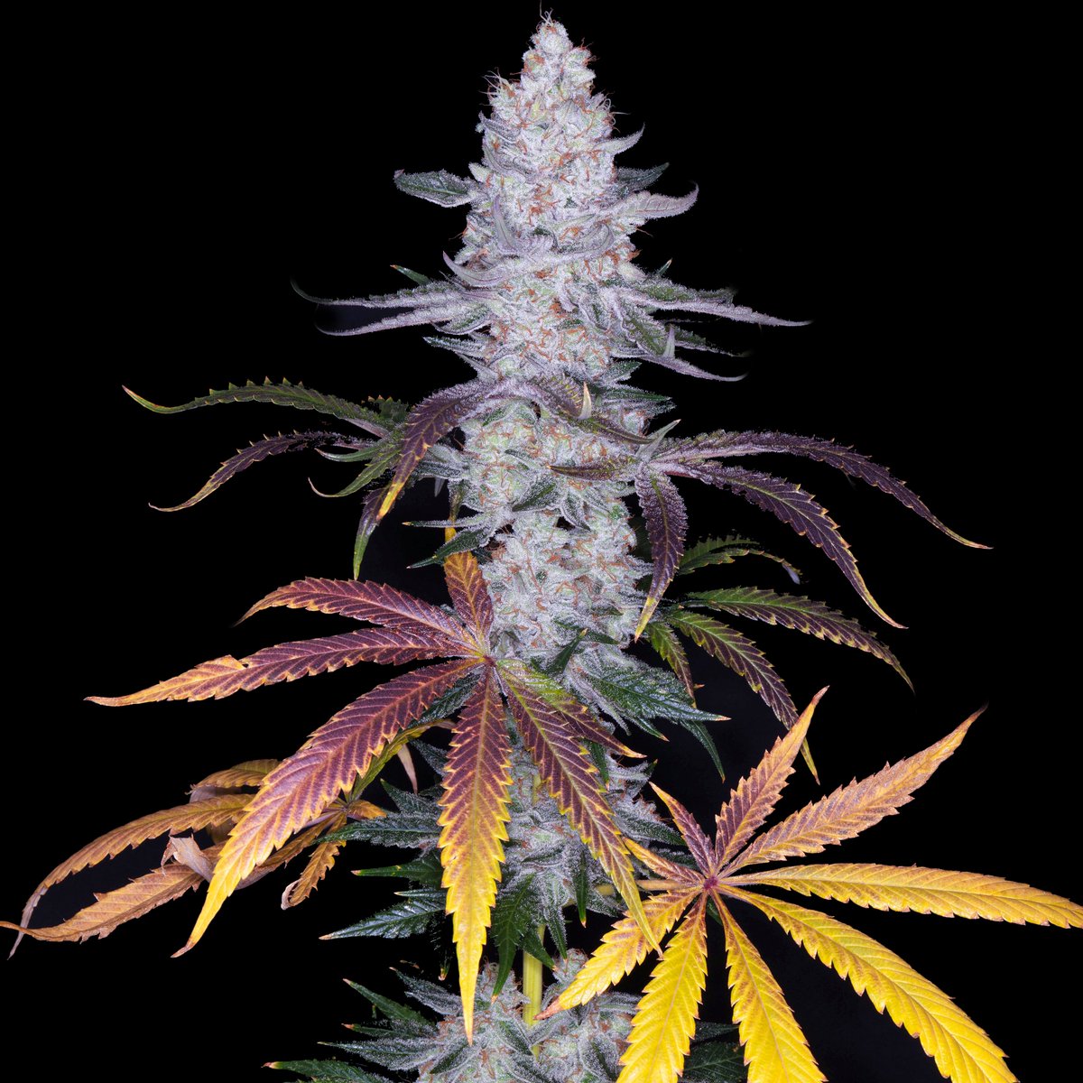 Romeoz (F1) feminized seeds [Oreoz (3rd Coast cut) x Romulan] #RomulanGenetics