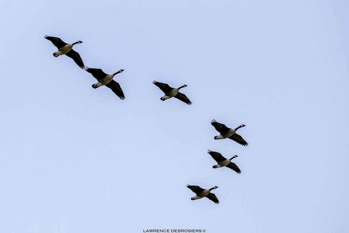 Six outardes… #Photographie