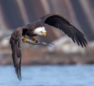 Please Sign: #Protect #Salmon & #BaldEagles from #CopperMine forcechange.com/626201/protect…