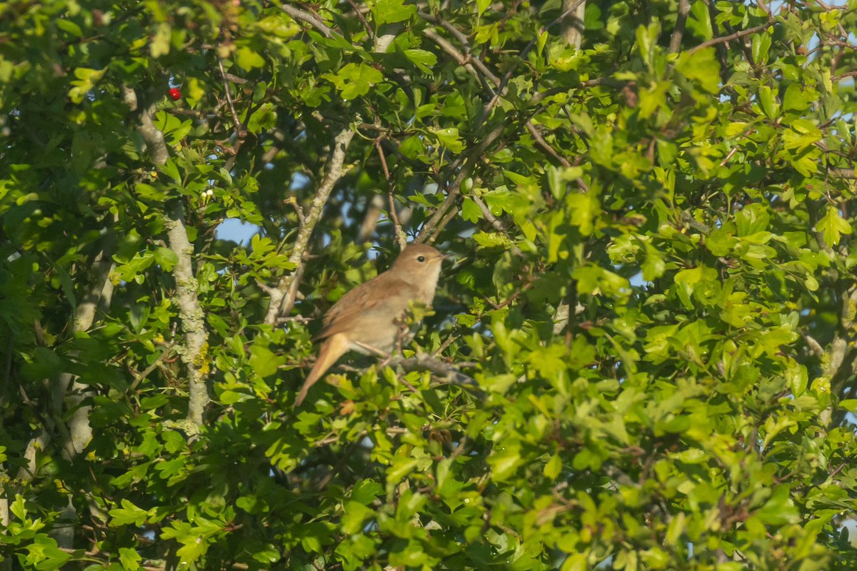 Nightingale in Snettisham Coastal Park this morning.