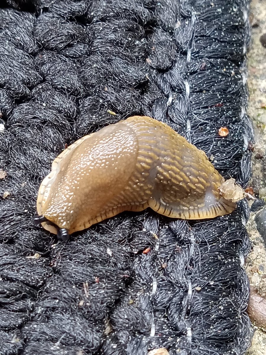 Baby Slugs are everywhere. It's giving me anxiety trying to not step on them. But they are SO cute.