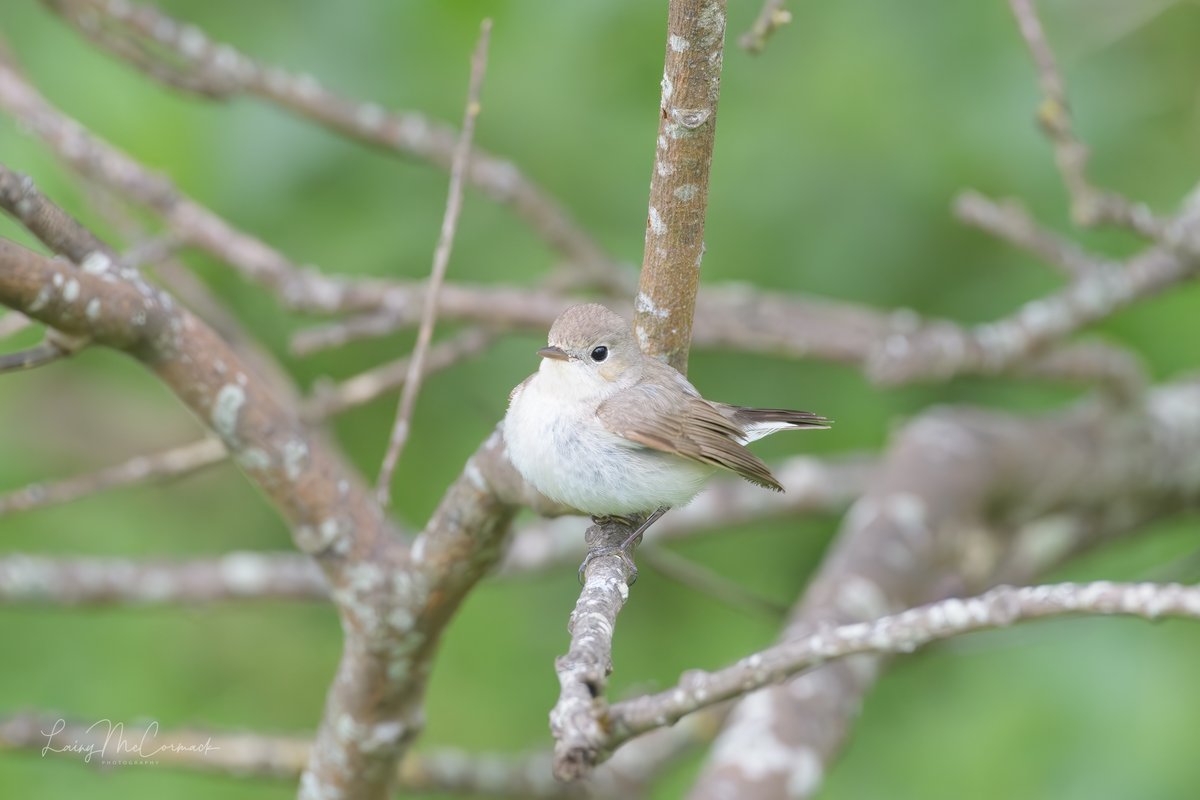 Great to see my first Red-breasted Flycatcher today.