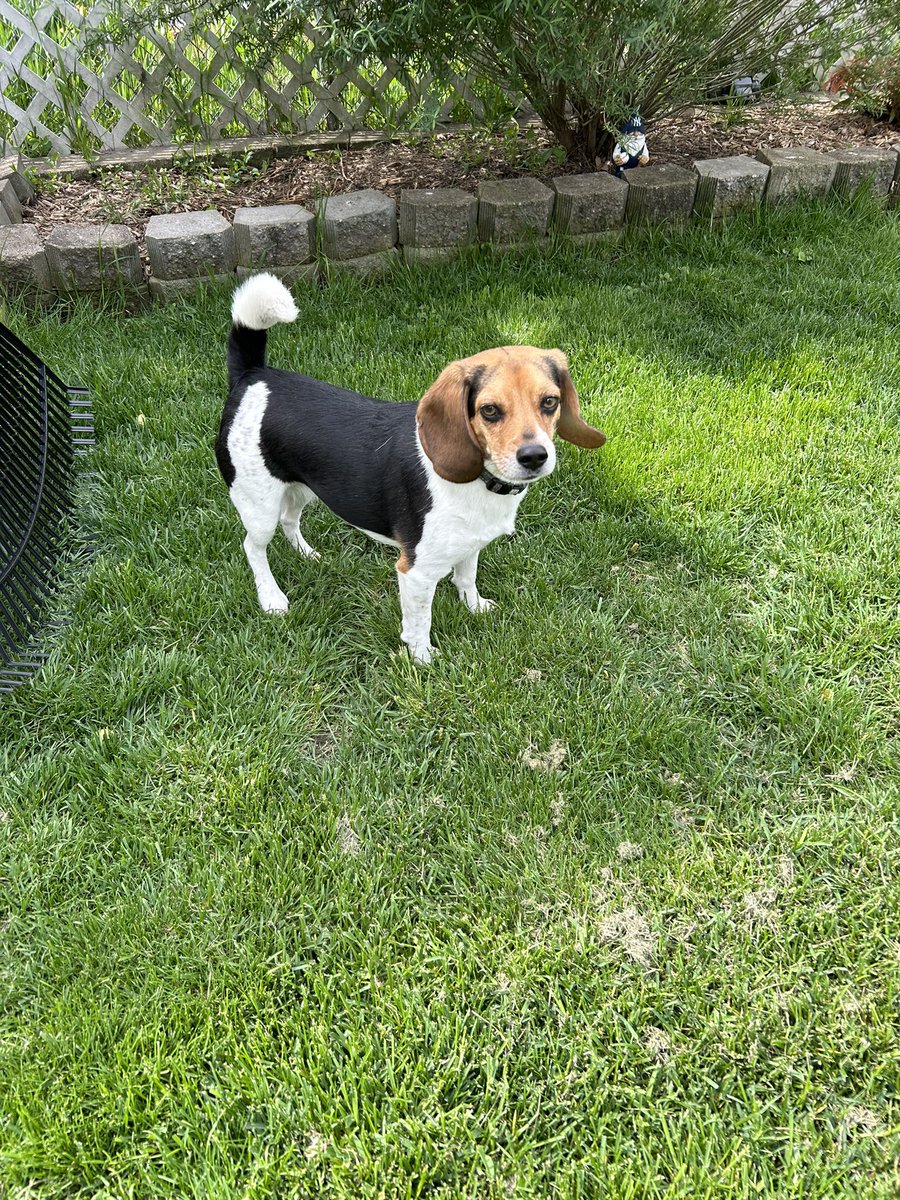 Beautiful day helping dad with yard work.☀️🐶🌷
#Beagle #beautifulday #BeHappy #dogsarefamily #Sunshine #weekend