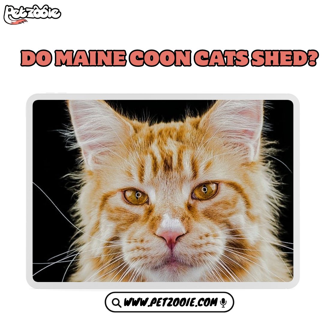 Do Maine Coon Cats Shed?

learn More about it from Here:

petzooie.com/articles/do-ma…

#PetRecipes #FoodiePets #puppiesofinstagram #golden #puppies #goldenretrievers #goldenpuppy #animals #dogsofinstagram #puppygram #cutest_goldens #PetFitness #ActivePets #cutestgoldens #goldenlove