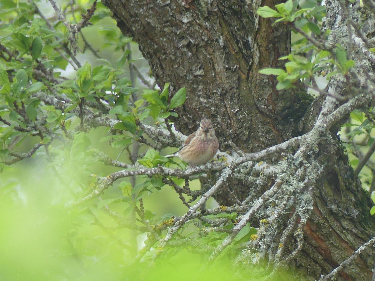 Such a surprise to have a pair of linnet in the garden today. A first ever for the garden. Have been putting out alpaca fur for the birds to use for nesting material & it seems like this pair were attracted by it. #GardenBirds #GardenList #Birding #BirdsSeenIn2023 #BirdTwitter
