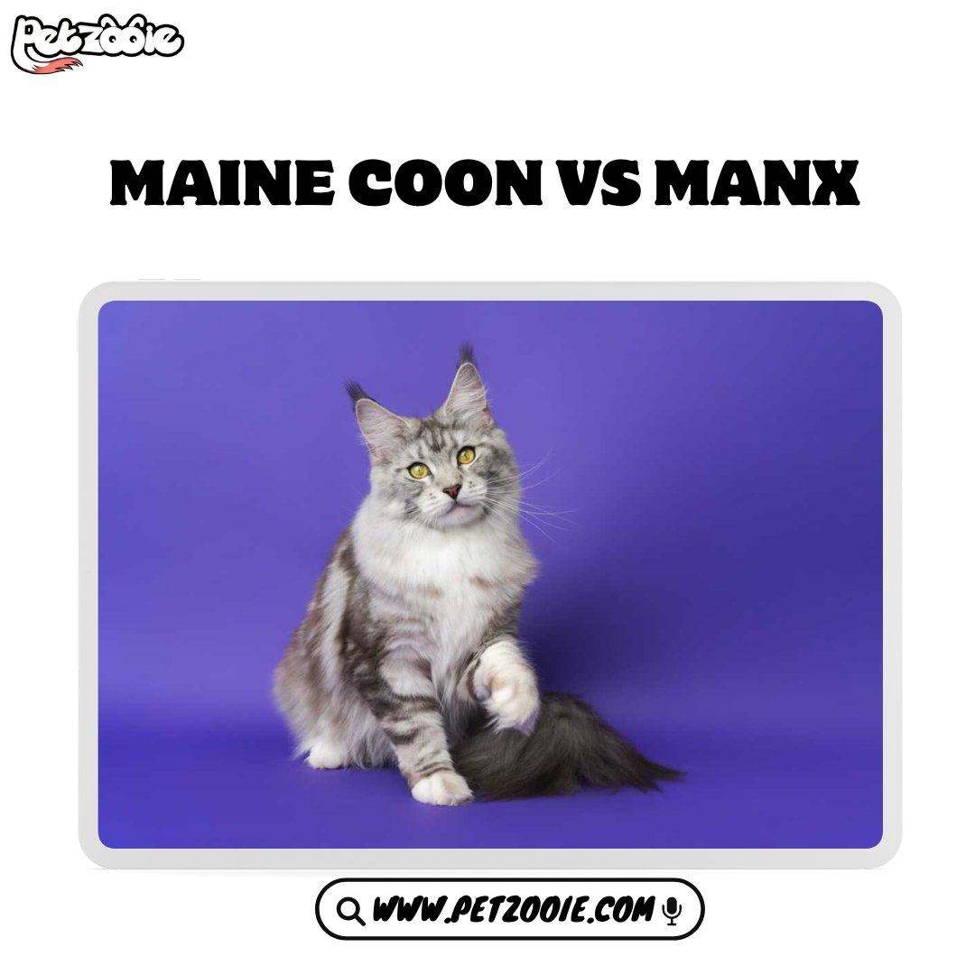 Maine Coon vs Manx

learn More about it from Here:

petzooie.com/articles/maine…

#PetRecipes #FoodiePets #puppiesofinstagram #golden #puppies #goldenretrievers #goldenpuppy #animals #dogsofinstagram #puppygram #cutest_goldens #PetFitness #ActivePets #cutestgoldens #goldenlove