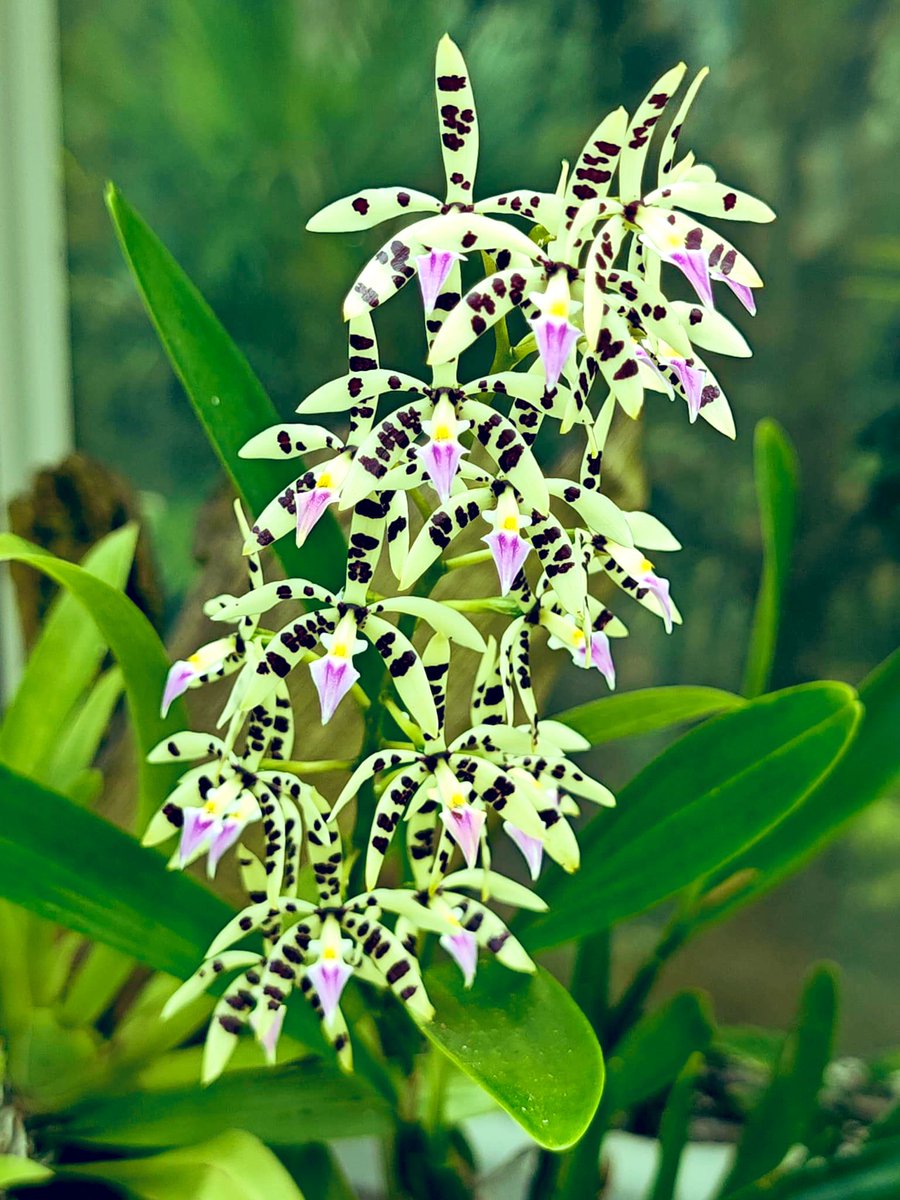 Prosthechea prismatocarpa is native to Costa Rica and Panama. In Panama, these plants are found in the Chiriquí province at an altitude of 1200-1360 m. It is a large-sized, cool to cold growing epiphyte, which reaching 50 cm in height.