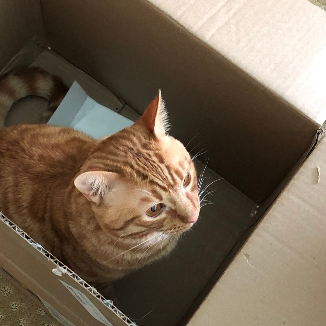 Cats and boxes are universal. 

#Caturday #WritersWithCats #AmWriting #AmWritingRomance #AmWritingHistoricalRomance #AmWritingMystery #AmRevising #RomanceWriter #WritingCommunity