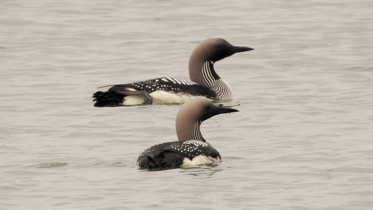 These Black-throated Divers seen from the ferry in the Sound of Barra were a pleasing sight on a work visit to Eriskay this morning, along with a raft of 100 Long-tailed Ducks, 4 species of auk and a Bonxie.