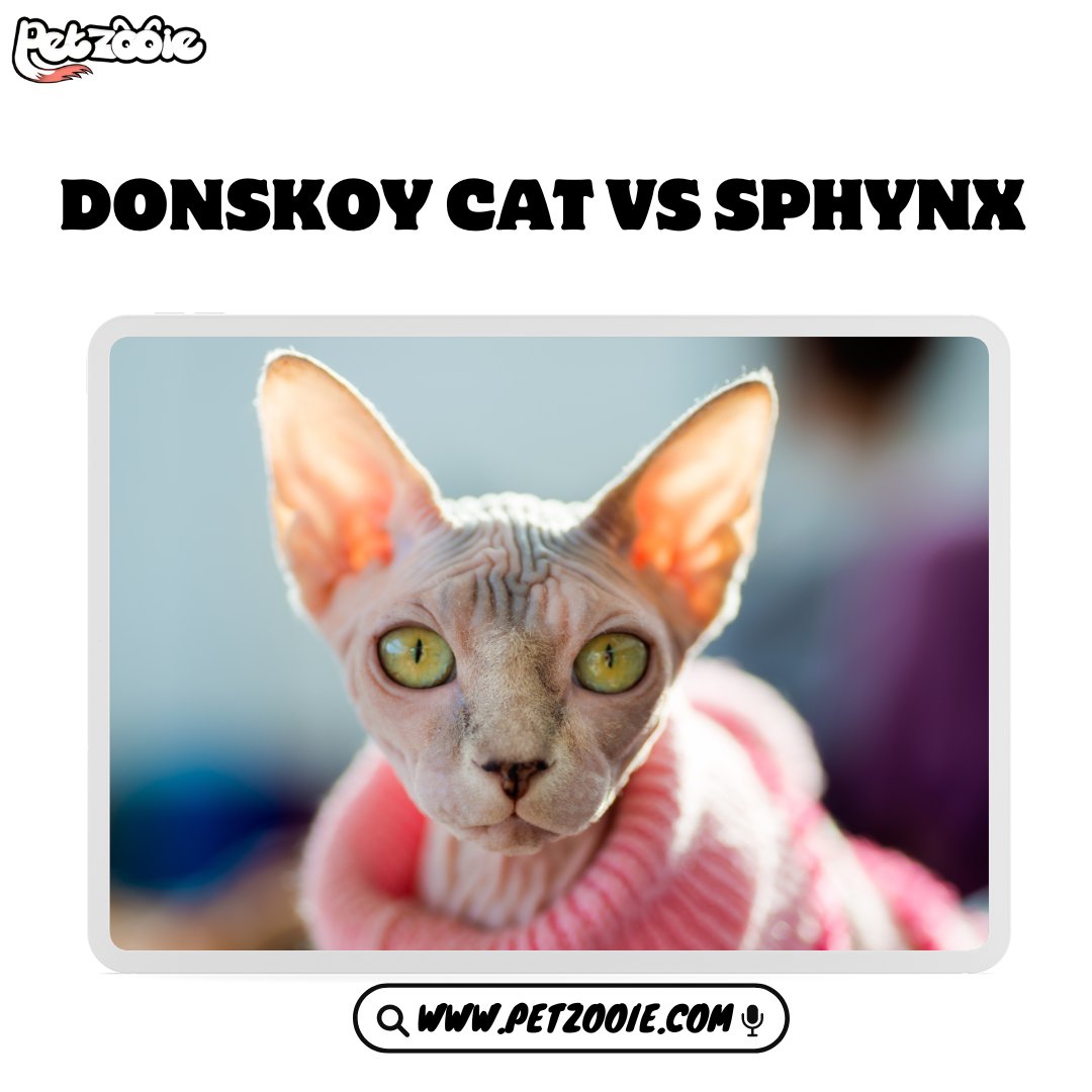 Donskoy Cat vs Sphynx

learn More about it from Here:

petzooie.com/articles/donsk…

#PetRecipes #FoodiePets #puppiesofinstagram #golden #puppies #goldenretrievers #goldenpuppy #animals #dogsofinstagram #puppygram #cutest_goldens