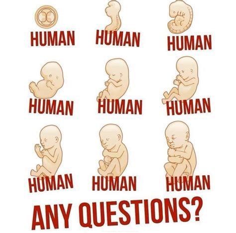 Stop Abortion Now (@LifeNewsToo) on Twitter photo 2024-05-04 19:21:01