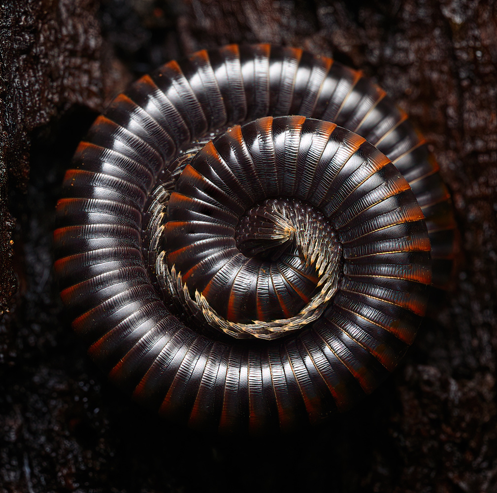 portrait of Paeromopus angusticeps from Shasta County CA