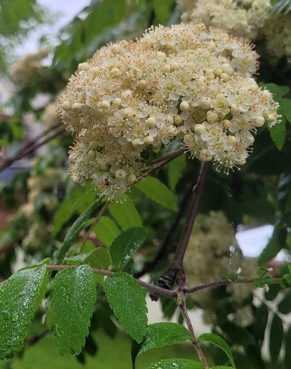 Today wherever you are, the Rowan is in flower, Sorbus aucuparia, Caorthann.