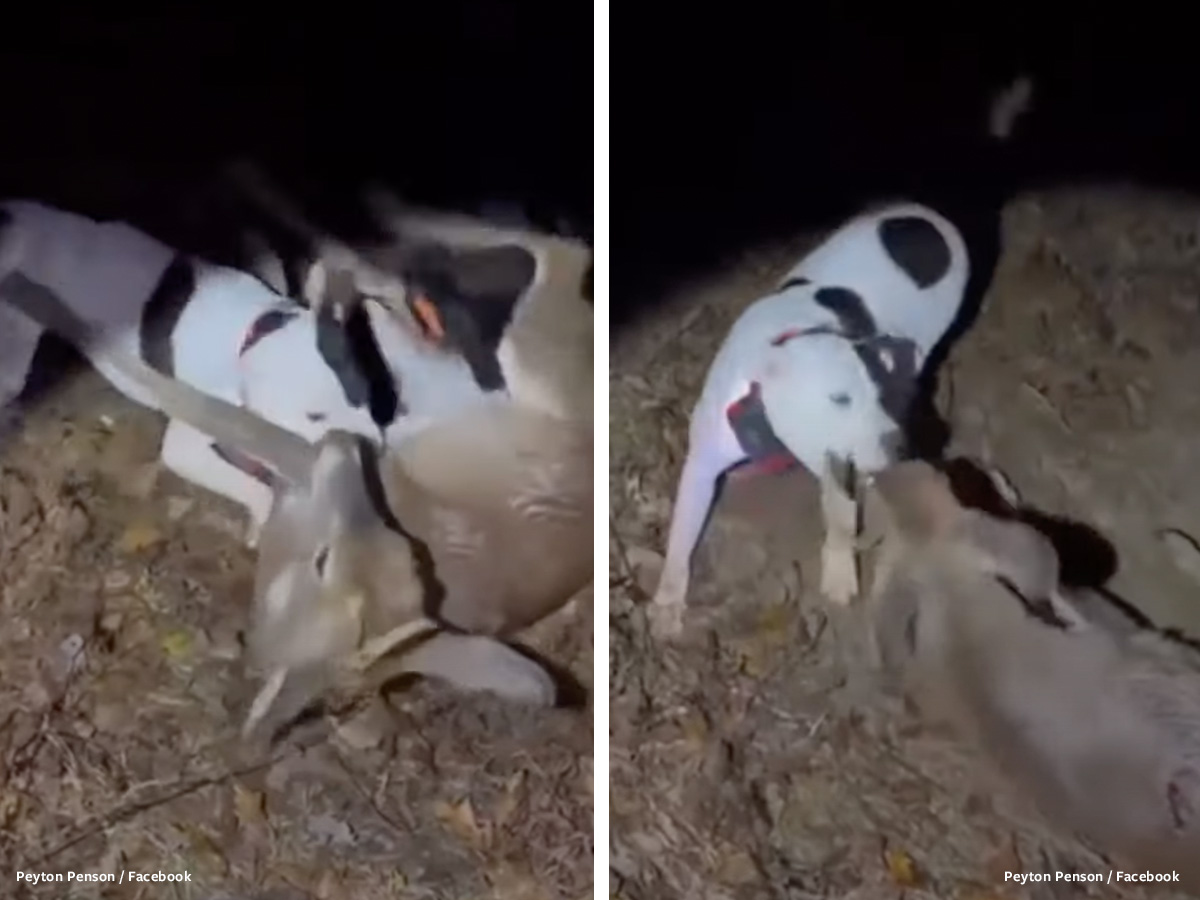 🦌#Prosecute this #Evil #Culprit to the full extent with a #Max #Fine and #Sentence! Please Sign: Demand justice for a downed deer who was attacked by a man’s dogs in Mississippi! #Justice4Animals bit.ly/4bolI97