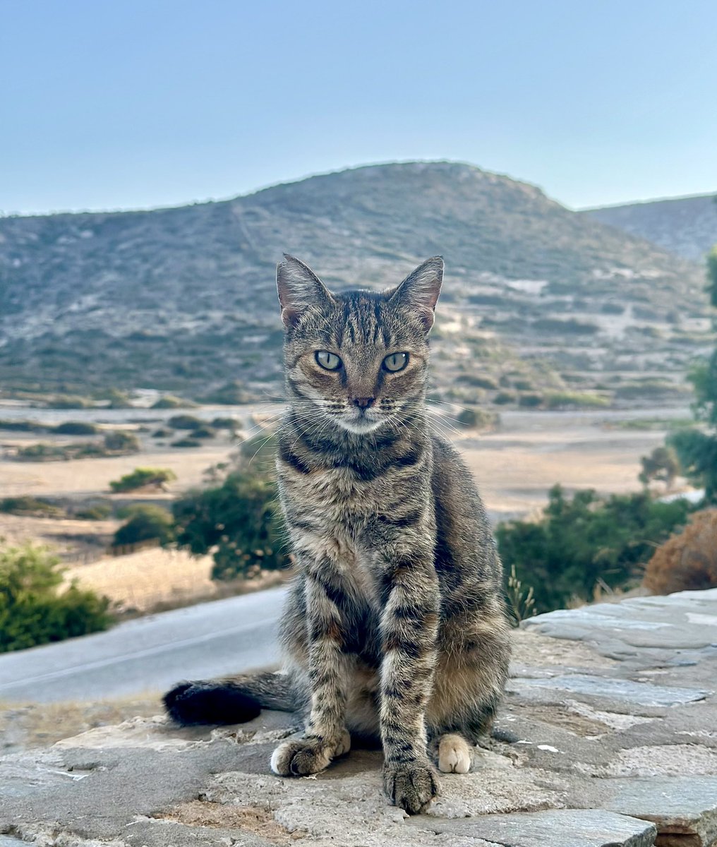 Say hello to Ziggy, a friendly spayed female who lives in the hilltop village cat colony and one of the Aegean cats we care for. You can help the #cats on Iraklia by donating now to fund life-saving medicines, neutering and food. Purr! #CatsAreFamily gofundme.com/f/cats-of-irak…