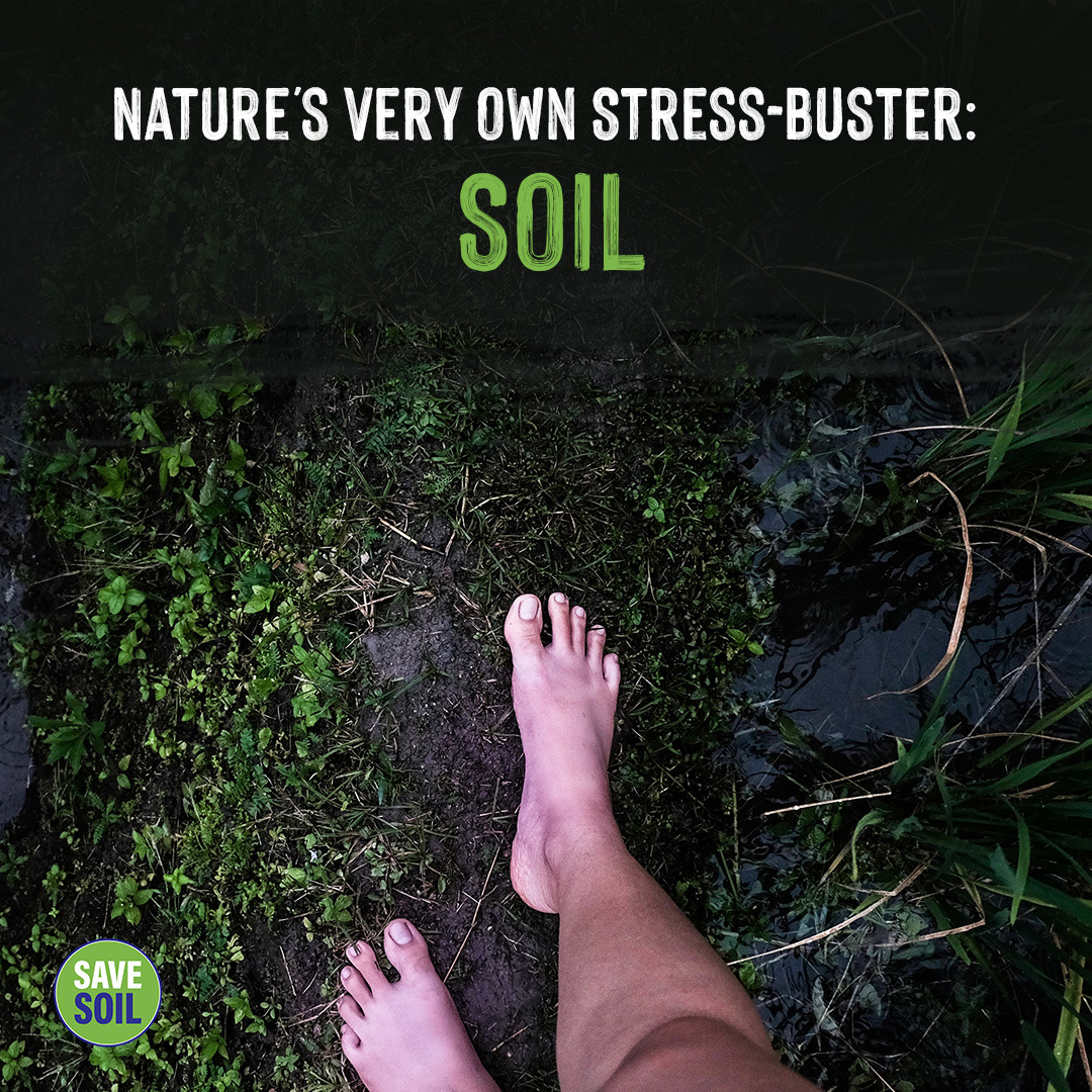Direct contact with is good for our overall wellbeing! ➡️ savesoil.org #SaveSoil @cpsavesoil #SaveSoilFixClimateChange #SoilForClimateAction @SadhguruJV @COP28_UAE @UNEP @ansa_ambiente @FarmersGuardian @Greenpeace_ITA @SlowFood @sixinchessoil @Soil_Science