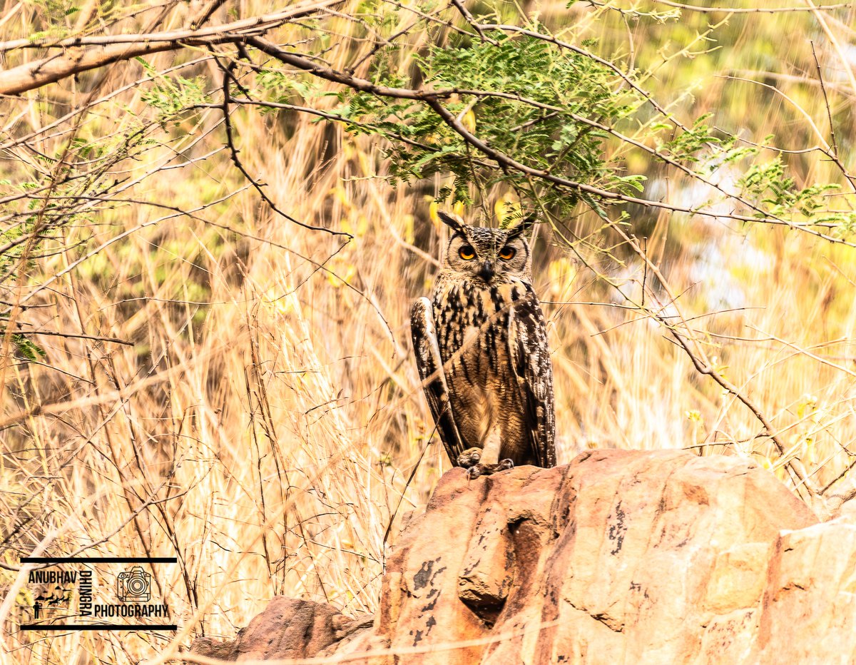 Indian Eagle Owl, Bhondsi
#birds #birdphotography #wildlifephotography #WorldPhotographyDay2023 #birdsofinstagram #discovertheworld #explore_wildlife #featured_wildlife #live_love_wildlife #ourplanet #birdwatching #birding
@IndiAves

#IndiAves
@indian_pitta

@KOrnithologist