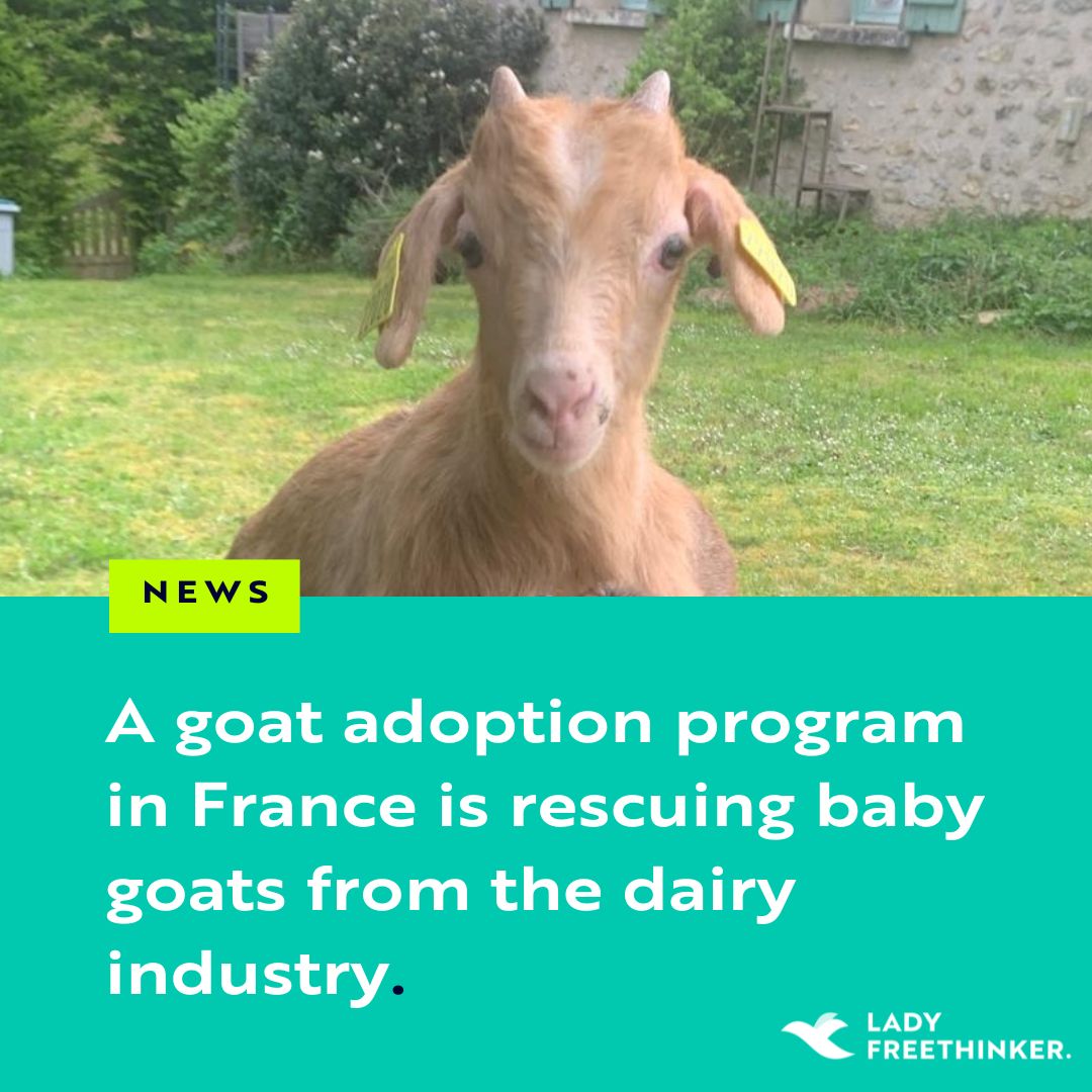 Over 1,000 baby #goats in #France have been rescued from slaughter -- from the #dairy industry -- thanks to a unique goat #adoption program started by one formidable woman! 🐐 Read the full story and see more pictures of sweet baby goats who were rescued: ladyfreethinker.org/adopt-a-goat-p…