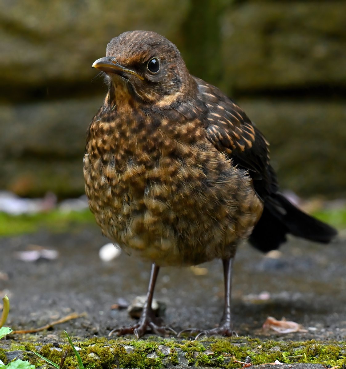 Baby Blackbird on my patio. 😍
 Taken last week through my cat-flap. 😁🐦