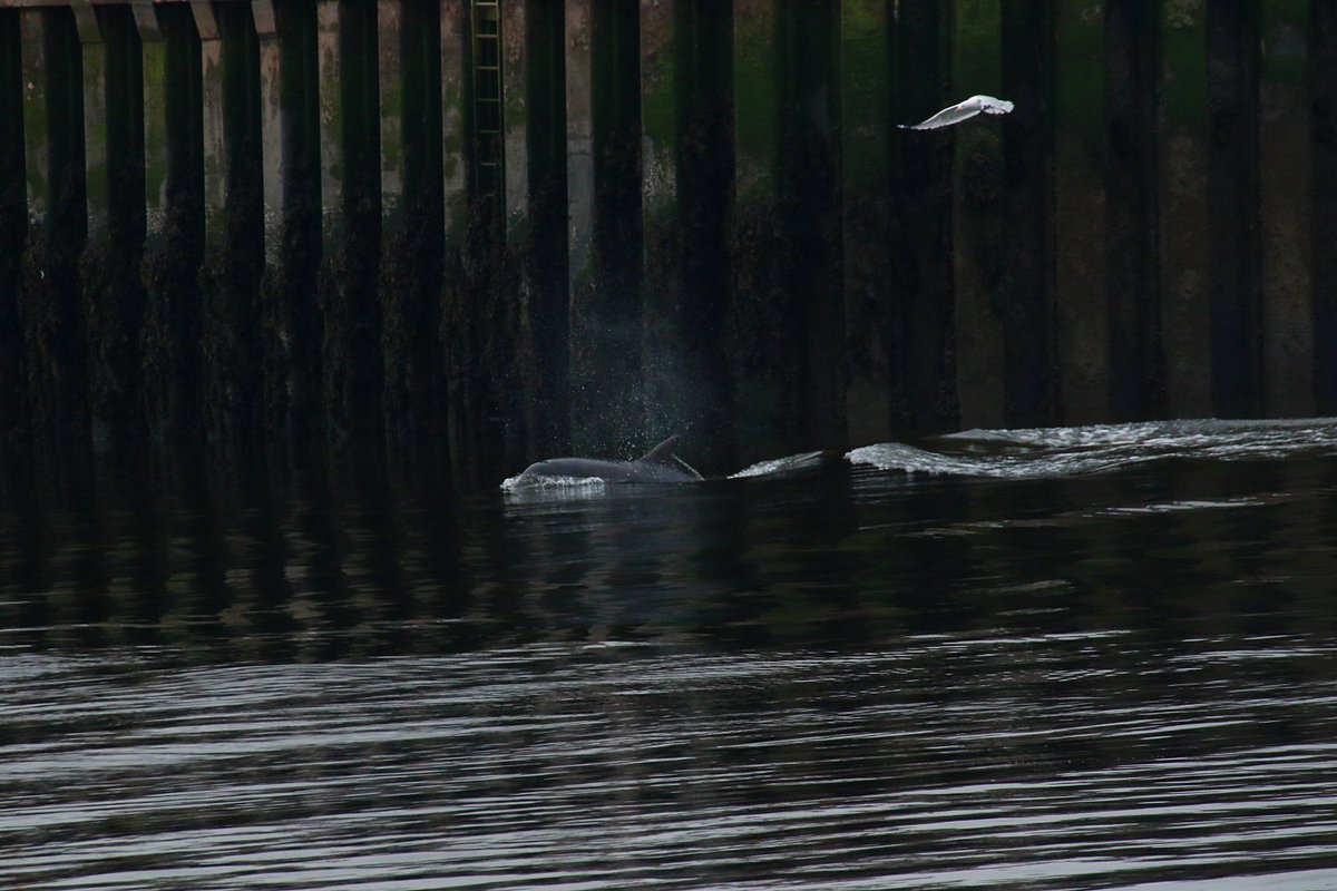 no #dolphins at Torry - but, as i left - several popped up in the harbour turning area. #RiverDee #salmon on the menu today! @WildlifeOWindow @Dolphinsighting @BBCSpringwatch