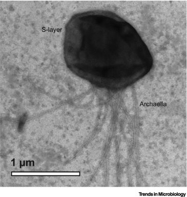 Methanococcus maripaludis dlvr.it/T6Qchc