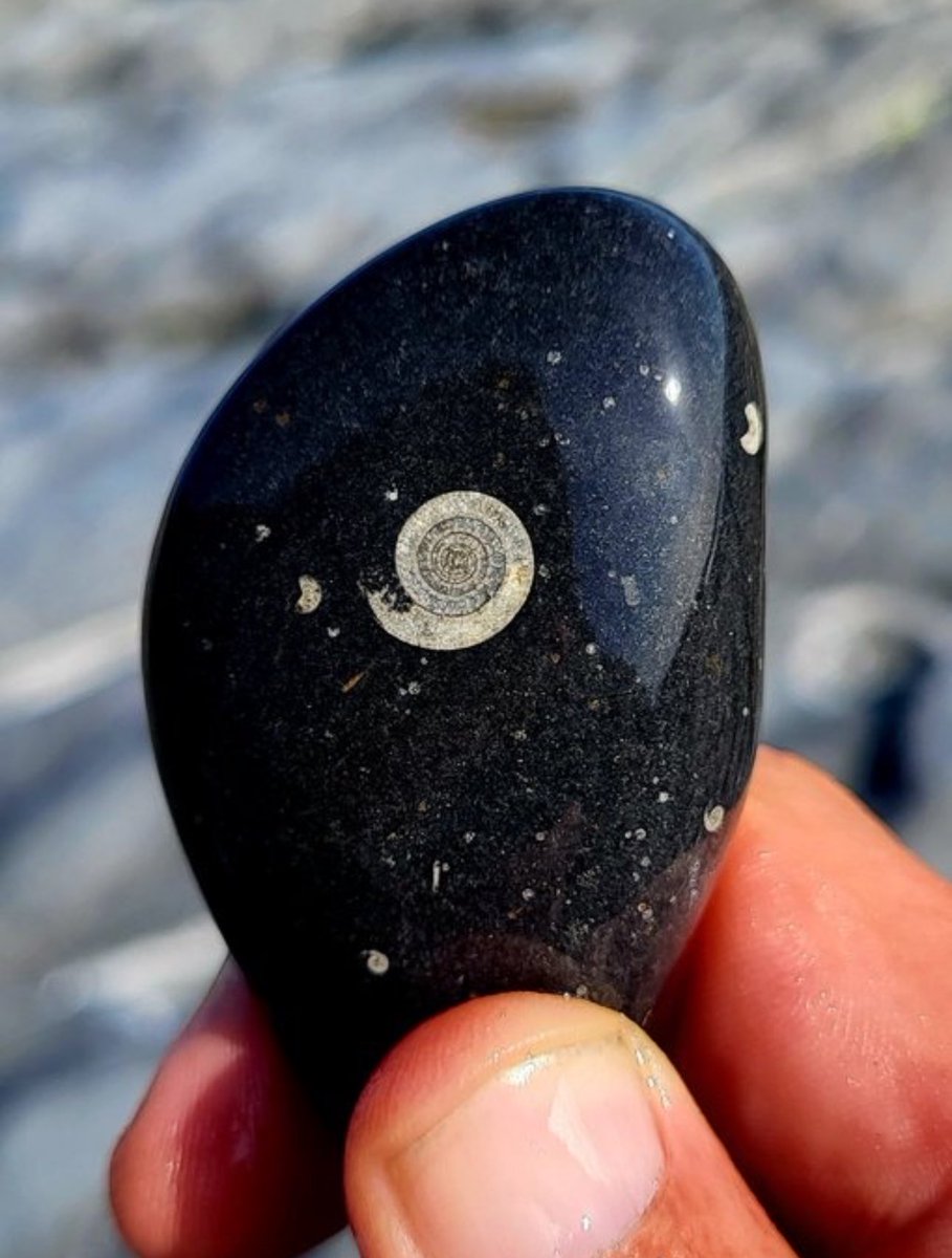 A 320 million-year-old Goniatite fossil discovered in County Clare, Ireland.