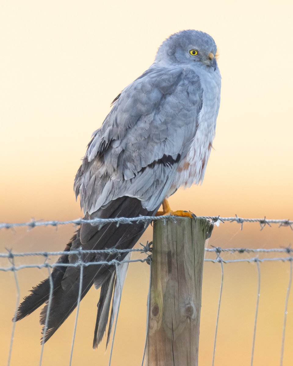 Montagu's Harrier (m) Early morning Alentejo, Portugal