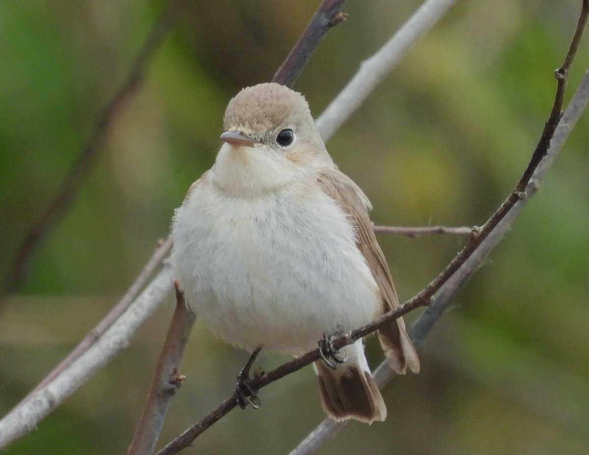 Also at Kilminning, Crail this afternoon I saw my 1st flowering Orchids of the year, with a few Early Purple. The Red-breasted Flycatcher was still showing well too.👍