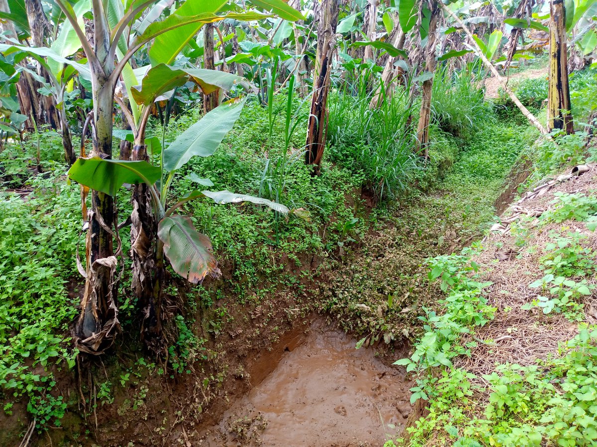 Don't forget to dig contour trenches in your garden(s). 
#NOTE: Contour trenches help to stop the flow of water thus preventing soil erosion and crop damage which are caused by water runoff. 

Like & Repost.
#FOLLOW_ME for All Farming News, Advice & Discussions.
#LetsFarmTogether