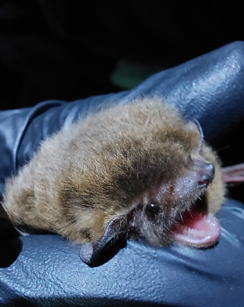 Female Nathusius's pipistrelles migrate from the south-east coast of England to the Netherlands and beyond (most males seem to stay put!). But what about the rest of our coast? Have been out deploying bat detectors in Devon today, hunting for good places to monitor them. #bats