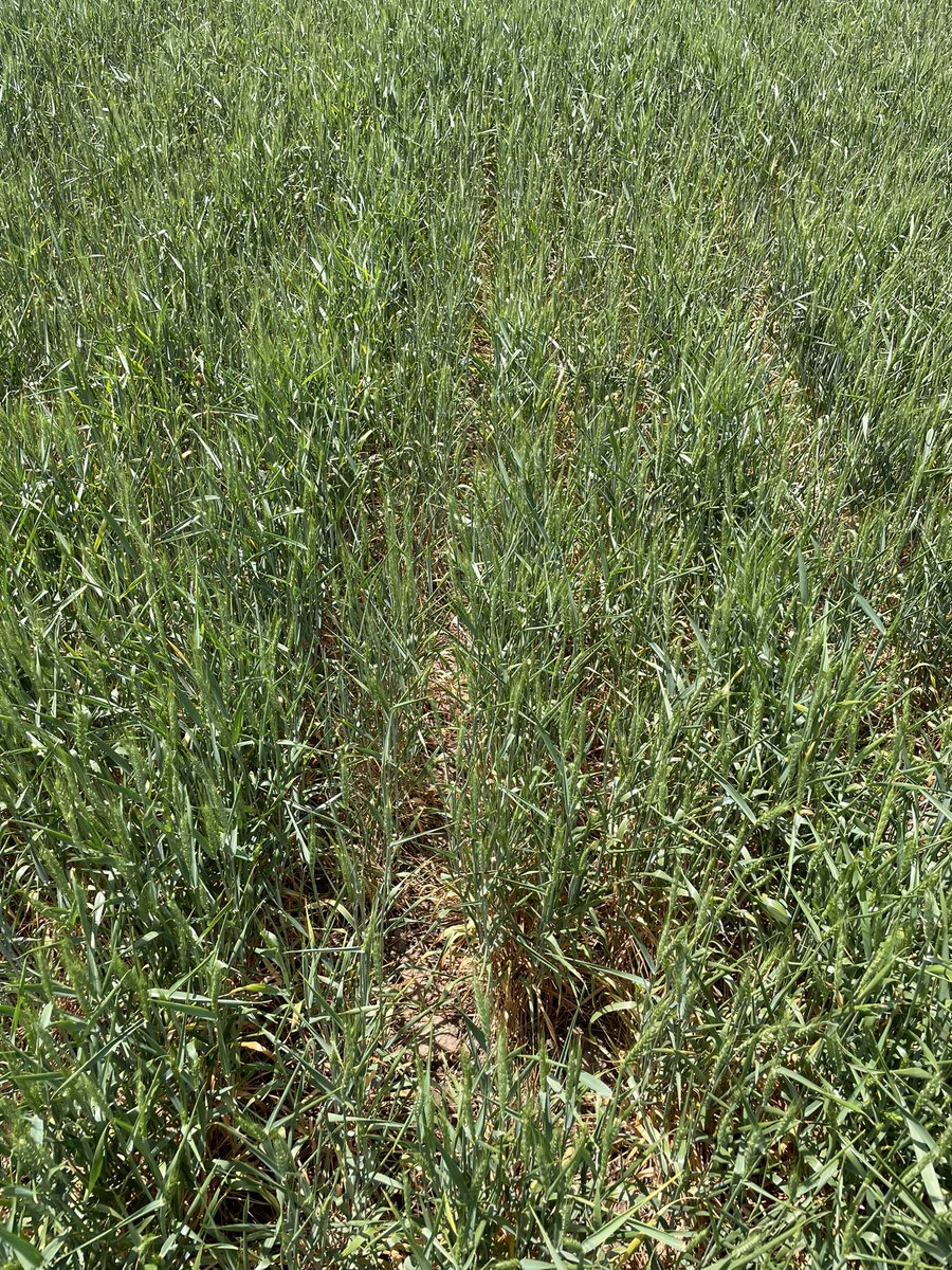 Cascade Commodity Consulting, LLC tweet media