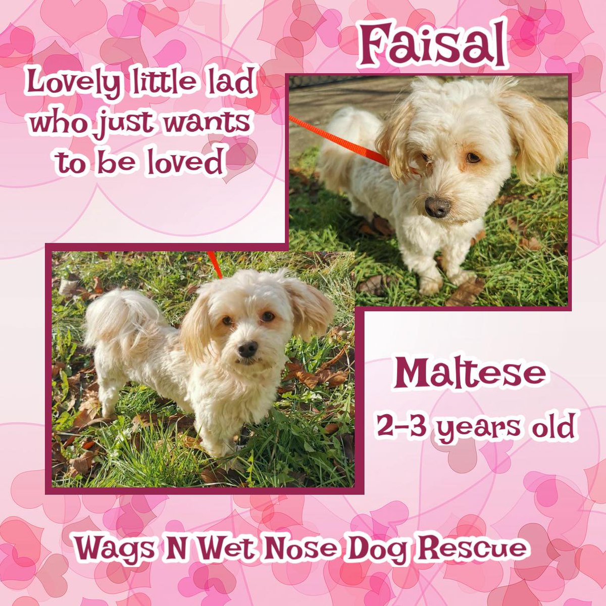 2/3yo FAISAL is a sweet Maltese mix. This little bundle of fluff will bring love & fun in abundance to whoever is lucky enough to choose him. Faisal is great with everyone, including other dogs & even cats, he walks well on lead & loves to sniff the air & explore. #York…