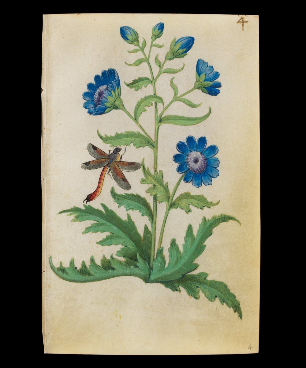 Chicory (Cichorium intybus) with a dragonfly, Book of Flower Studies c. 1510-15, Master of Claude de France (Met Museum)