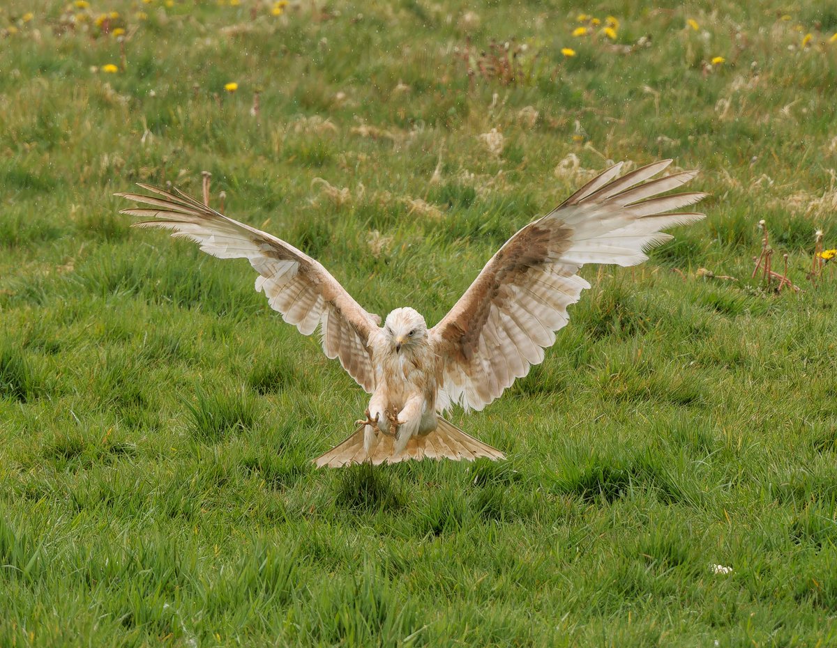 Leucistic Red Kite at #Gigrinfarm Red Kite feeding centre in Wales last week
#RedKite