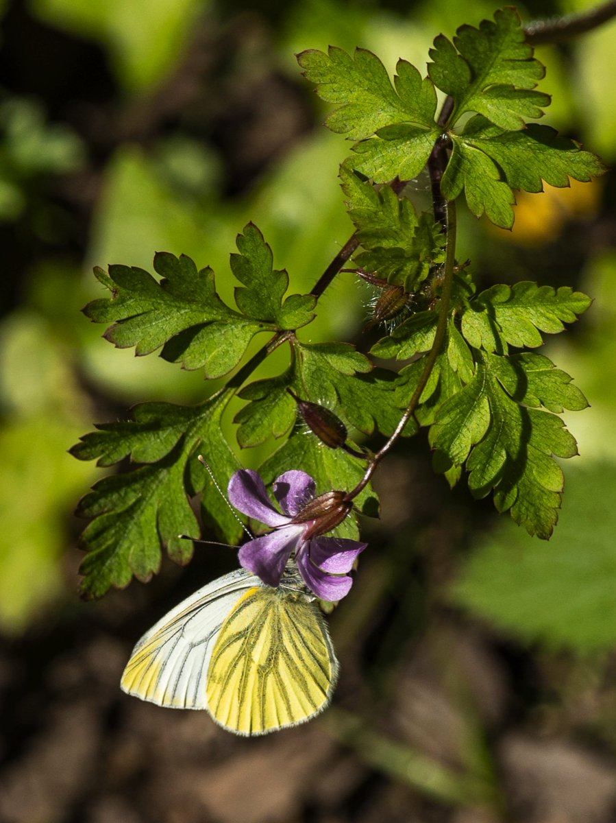 Nice to see the butterflies appearing #Togtweeter #ThePhotoHour #snapyourworld #insects #flies #NaturePhotography #butterfly #butterflies