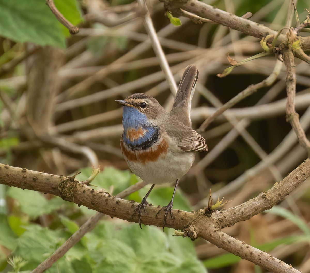 A few shots of the Bluethroat at Tynemouth today.