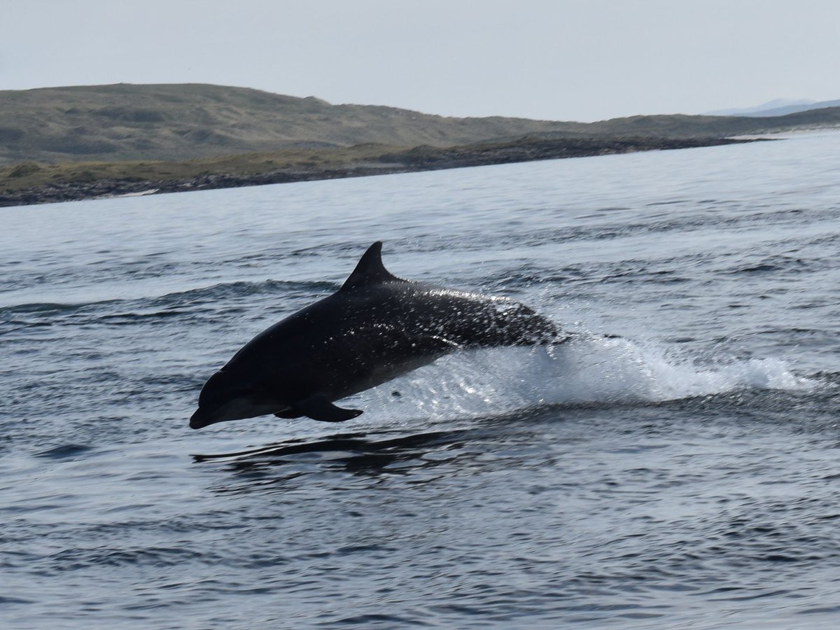 Our first wildlife trip of the season didn’t disappoint! Firstly we came across a pair of white tailed sea eagles & then we were spoilt by our resident pod of bottlenose dolphins. There’s no better feeling than being out on the boat & seeing animals in their natural environment.