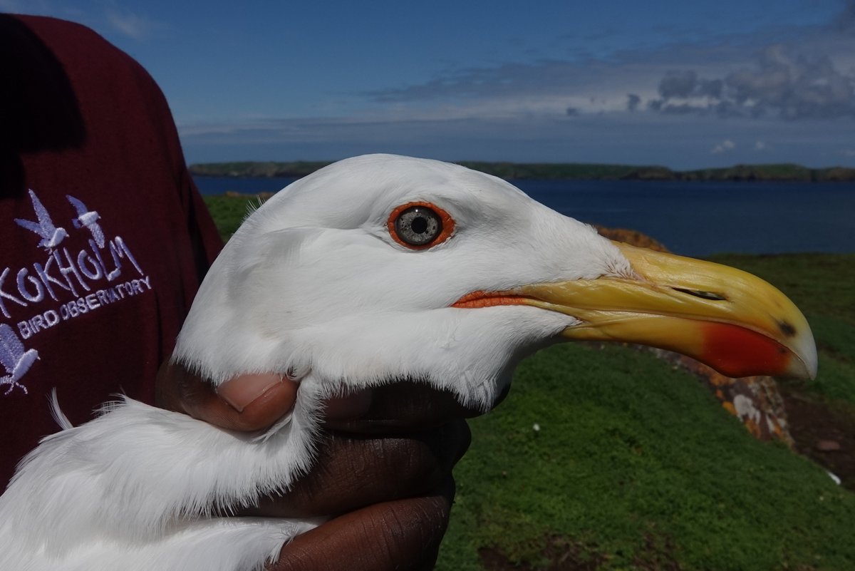 The 2024 Great Black-backed Gull colour ringing season got off to a grand start today with three adults ringed. Please keep an eye out for red rings and their unique white codes