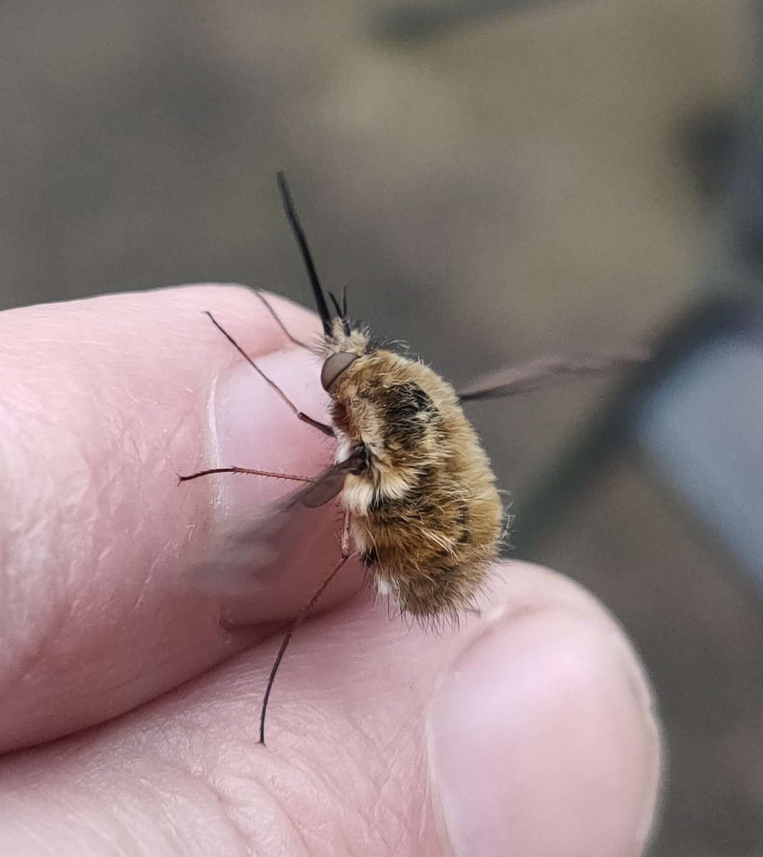 These seem to be getting more common, bee fly
#ukwildlife #beefly
#Bignose