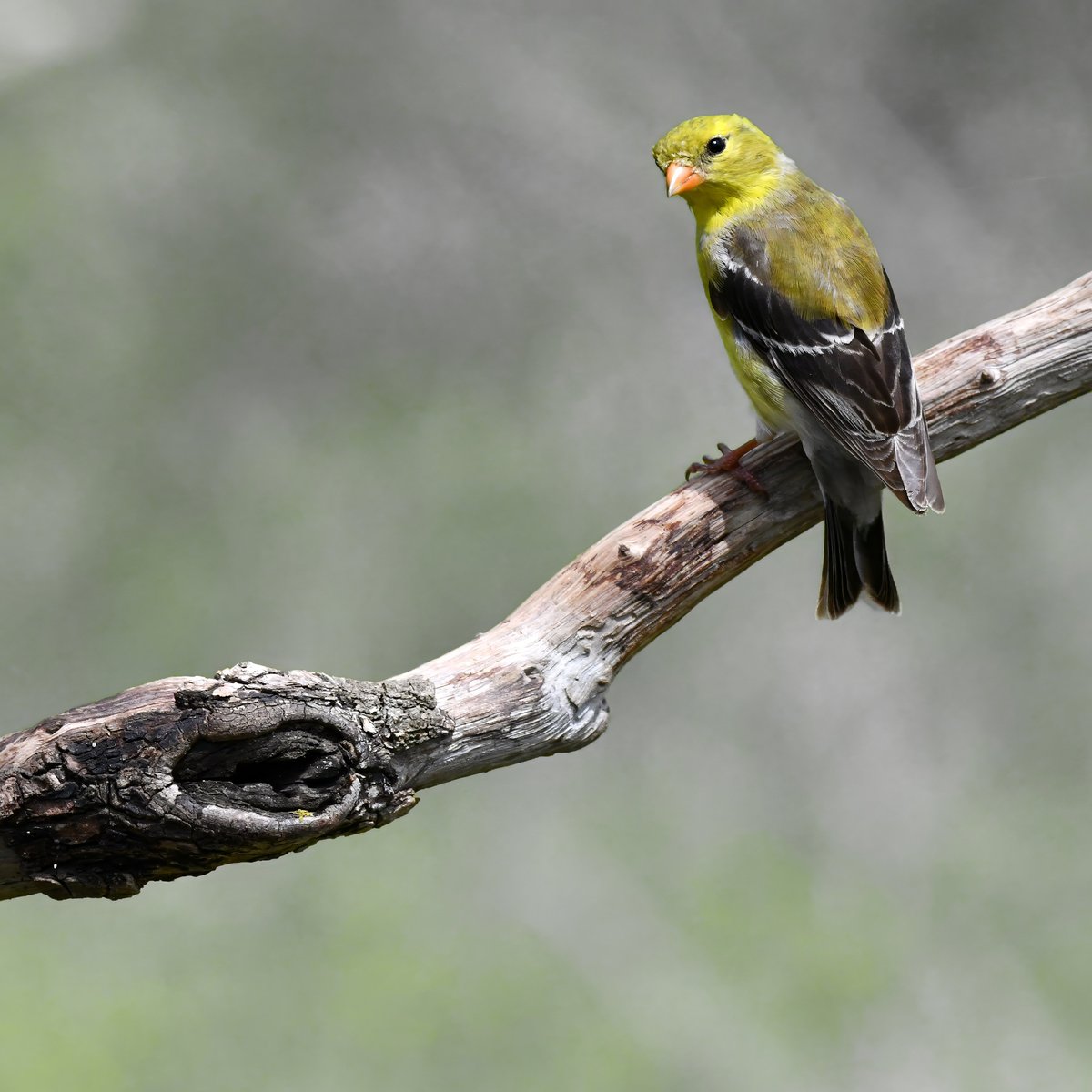 #TwitterNatureCommunity #naturephotography #birdphotography #twitterphotography #wildbirdphotography #nikonphotography #beautifulbirds

American Goldfinch, female