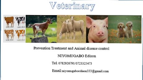 All breeds of pig are available here in  Rwanda 🇷🇼  like: Local, Large white, Landrace,Pietrain,Duroc, Hampshire, Tamworth, wessex saddle back, Saddle back, Large black, Middle white and other breeds are available please call me if you need one kind of breed.