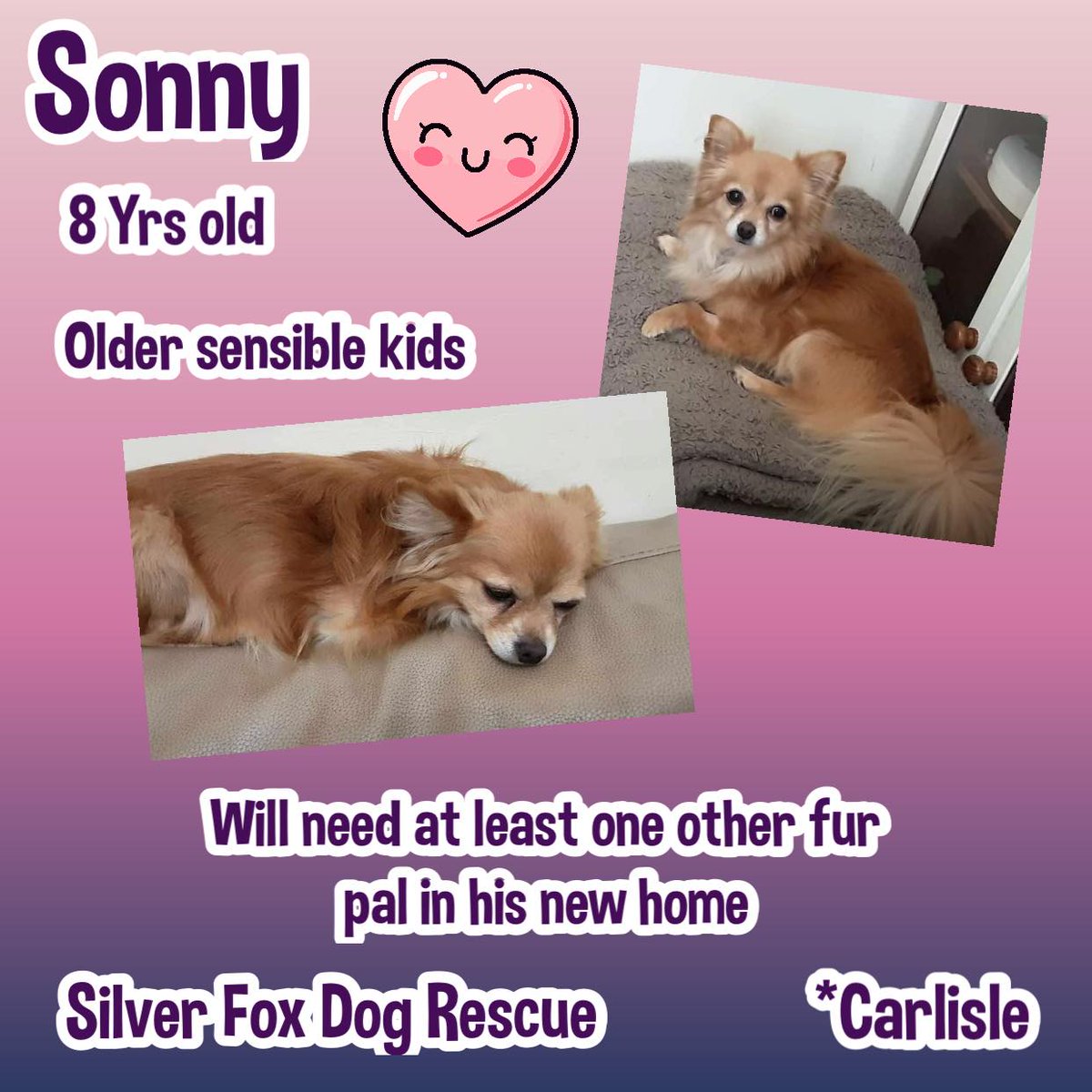 Born in October 2016, SONNY must be homed with at least one other small sized, similar aged dog as he still enjoys playing, & will also gain confidence. Sonny has a grade 3/4 heart murmur, however no treatment is needed at this time, he's not cat tested, & can live with older…