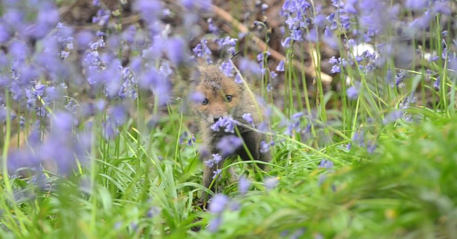 #Foxcub in bluebells @ChrisGPackham just look at those blue eyes #spring