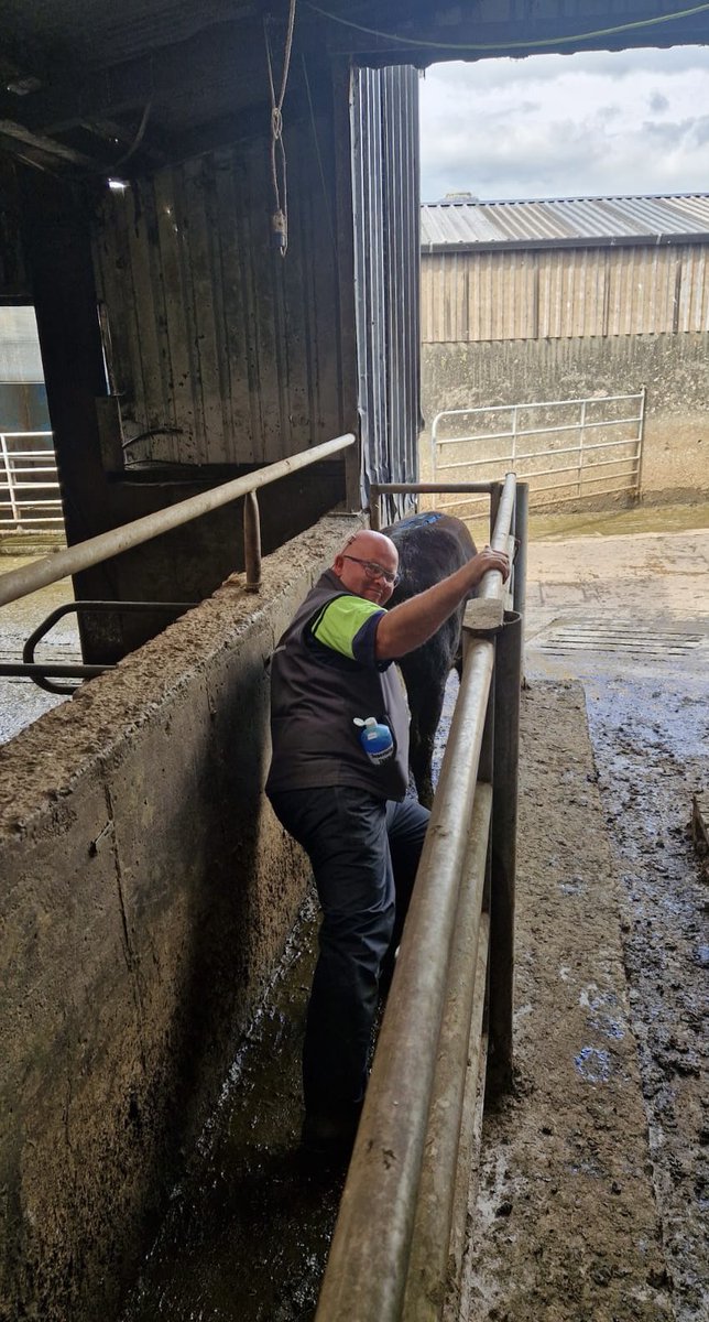 Synch job today… 4 technicians, 84 heifers. All sexed. #BullWiseAI #TeamDairy #Breeding24