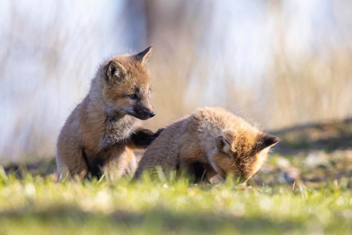 Wanna play??

#Fox #CapeBreton #wildlife