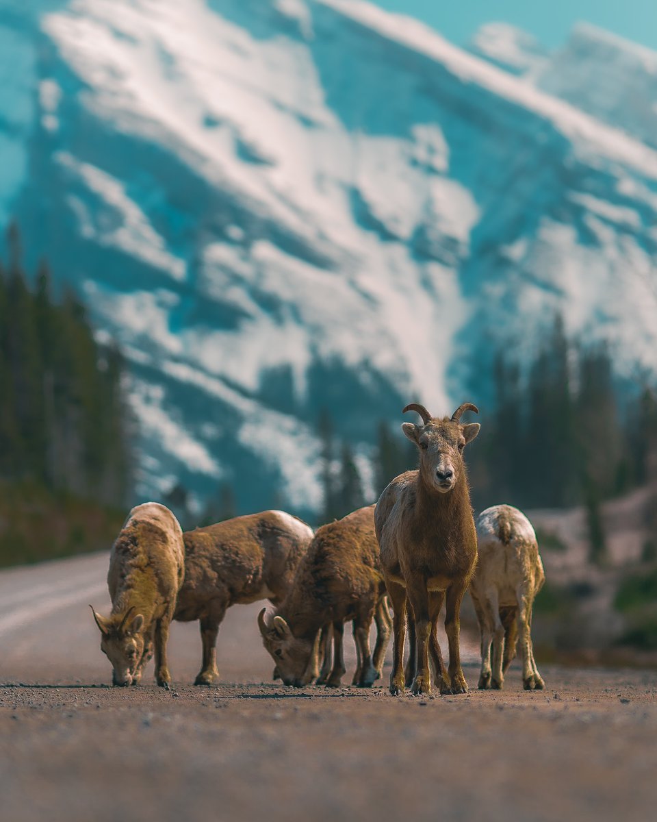 Meet the locals of the Canadian Rockies - the Bighorn sheep! 🐑
Respect their space and enjoy the wonder of the Kananaskis. 🌄

📸 IG: @johnathan.abn #ExploreCanmore #ExploreKananaskis
