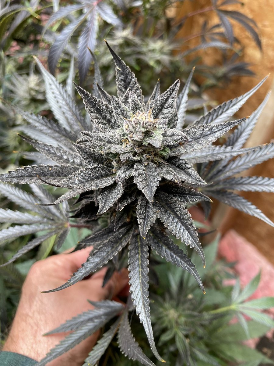 Silver Spoon Autoflower from @GHGenetics 

My only auto run from last fall…
I hung a light and grew these in my garage friends…

Nothing but water and dirt…

You can find a place in your garage right?!?? Shed? 

Start some in August… they love the cold at the end