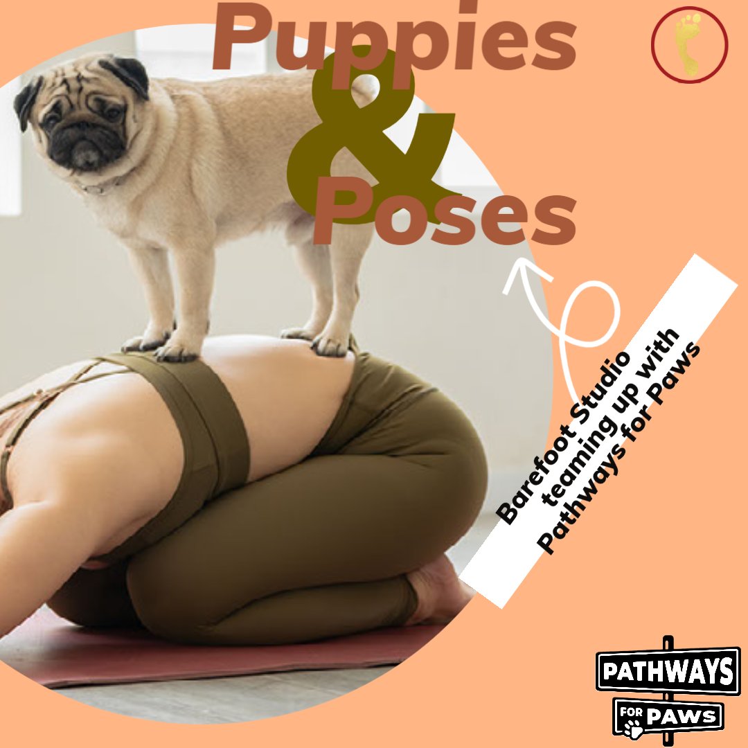Who needs a yoga mat when you have a puppy to snuggle with? Come to Puppies and Poses at Barefoot Studio for a fun and furry yoga experience. 
ow.ly/JMVe50Nt7Wn

#puppylove #yogawithdogs #furriendship #rescueismyfavoritebreed #yogapuppies