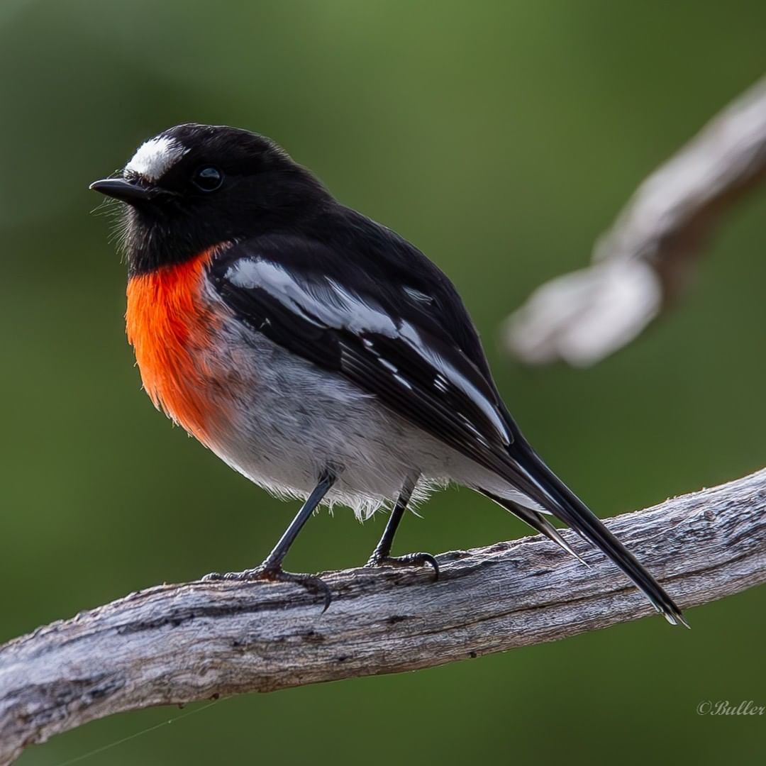Did you know that the You Yangs is home to more than 200 species of birds? @helentrewarn (on Instagram) took this photo of a Scarlet Robin when visiting recently. We love seeing your #GreaterGeelong photos - share using #mygeelong for your chance to be featured.