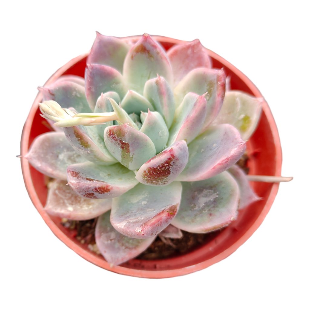 Check this out 😍 Echeveria Alba beauty 😍 for sale starting at $12.00. 
Show now 👉👉 bit.ly/4a1NZRz
#succulents #succulent #raresucculents #succulentlove #succulentlover #succulentgarden #succulentobsession #succulentaddict #succulentlife #succulentcollection